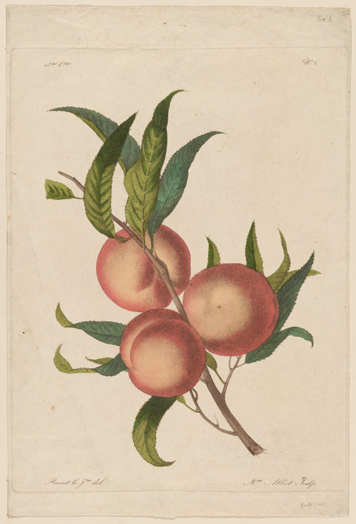 Peach branch with fruit