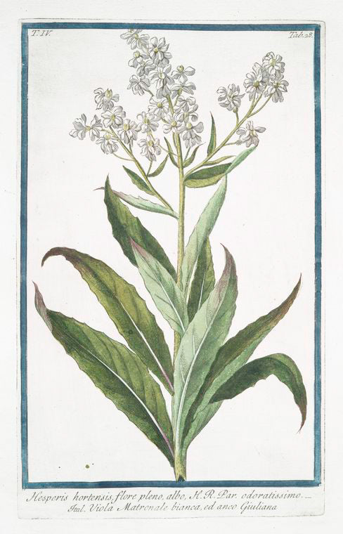 Hesperis hortensis, flore pleno, albo, H.R. Par. Odoratissimo = Viola Matronale bianca, ed anco Giuliana [ White Sweet Rocket]