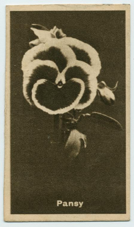 Pansy.