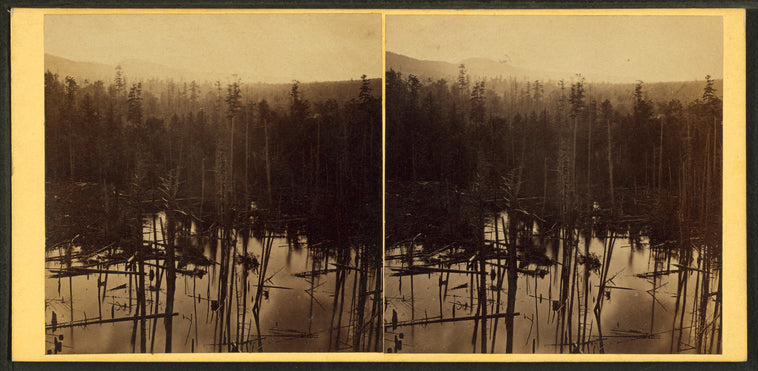 Pine forrest [sic], Summit Station, Catawissa R.R.
