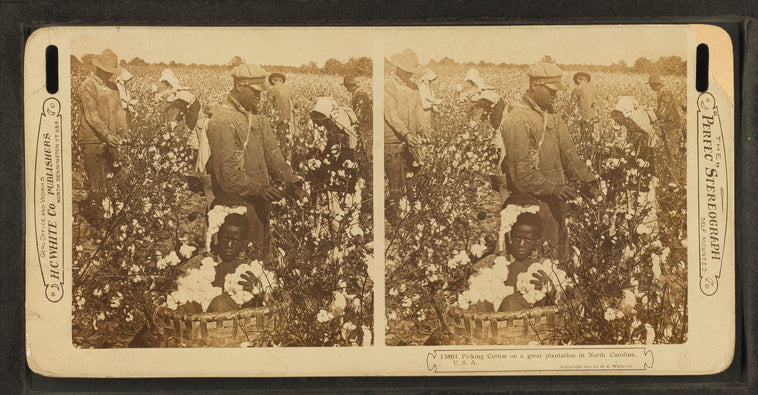 Picking cotton in a great plantation in North Carolina, U.S.A.