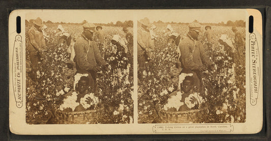 Picking cotton in a great plantation in North Carolina, U.S.A.