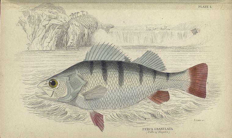 Perca granulata (Falls of Niagara).