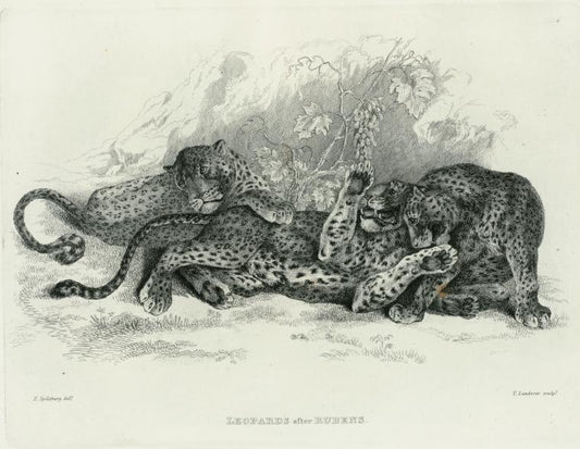 Leopards, after Rubens.