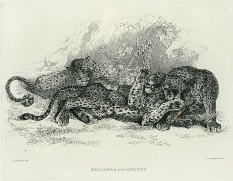 Leopards, after Rubens.