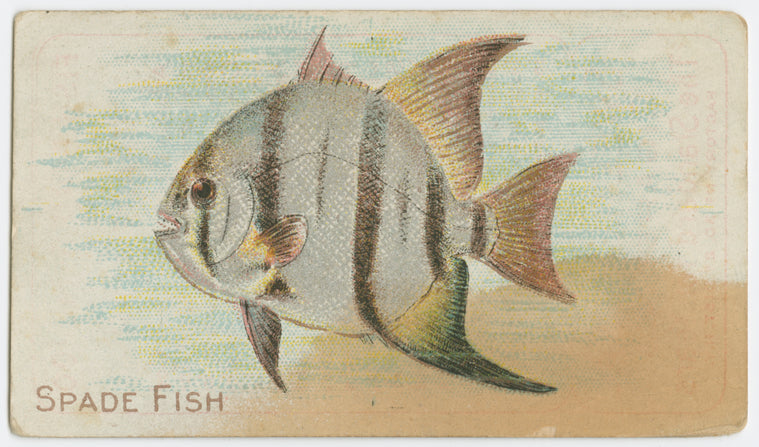 Spade fish.