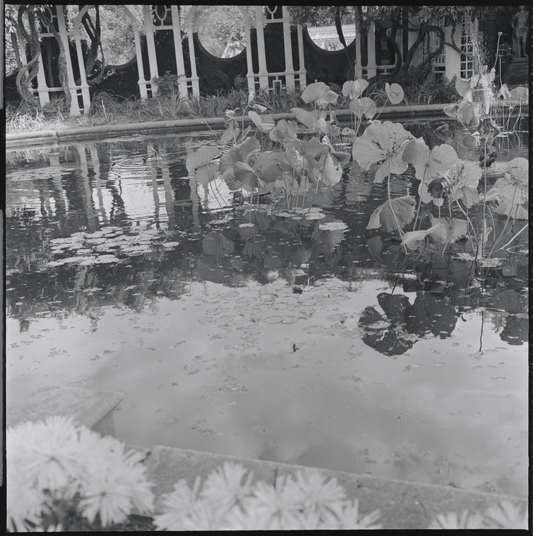Garden pond