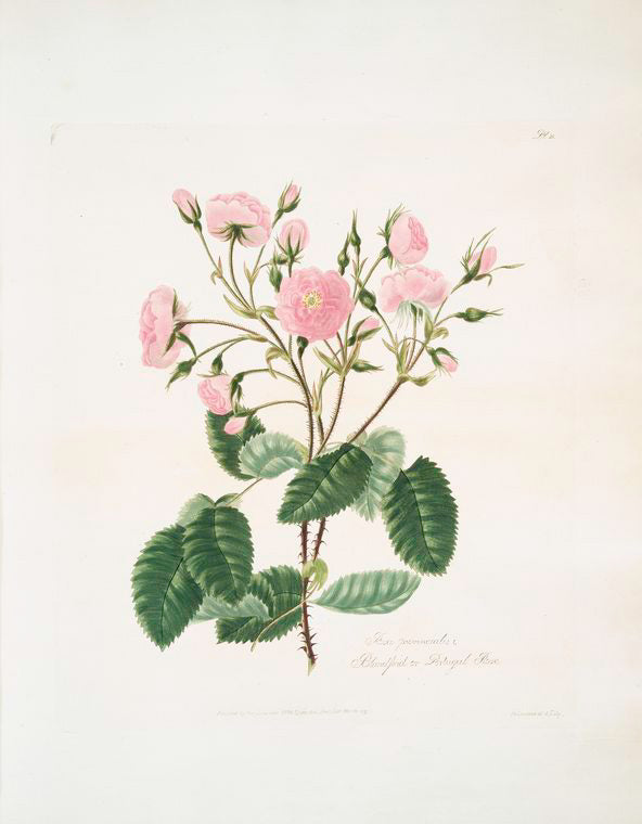 Rosa provincialis