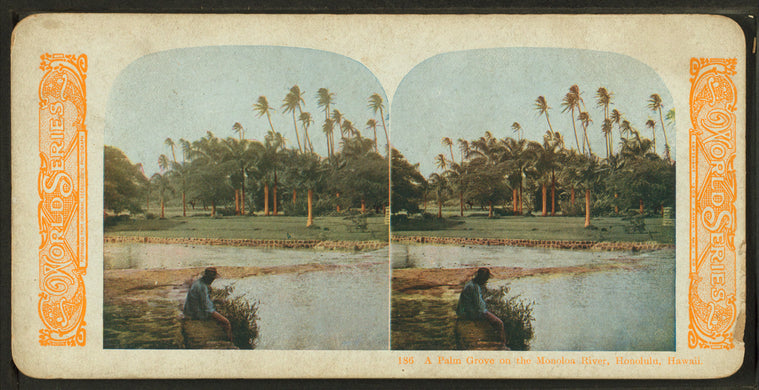 A palm grove on the Monoloa River, Honolulu, Hawaii