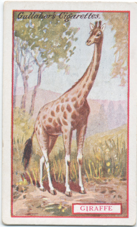Giraffe.