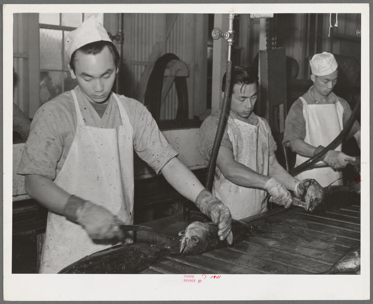 Gutting tuna at the Columbia River Packing Association. Astoria, Oregon