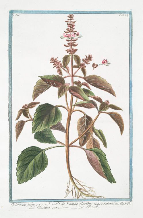 Ocimum, foliis ex viridi violaceis, dentatis, floribus suave rubentibus = Basilico sanguigno = Basillic. [Basil]