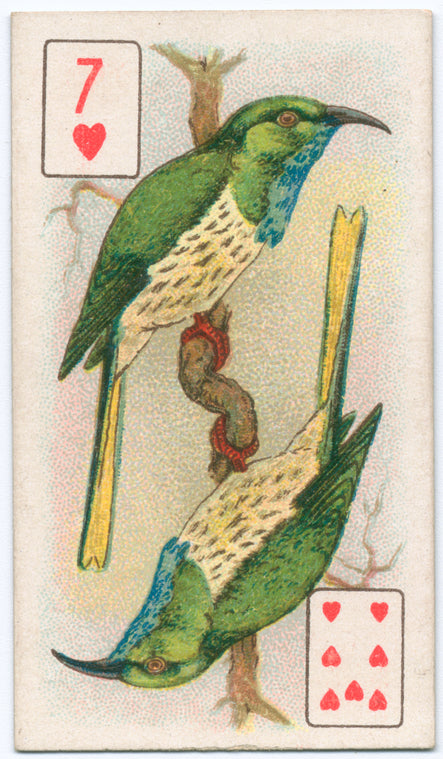Birds of brilliant plumage.