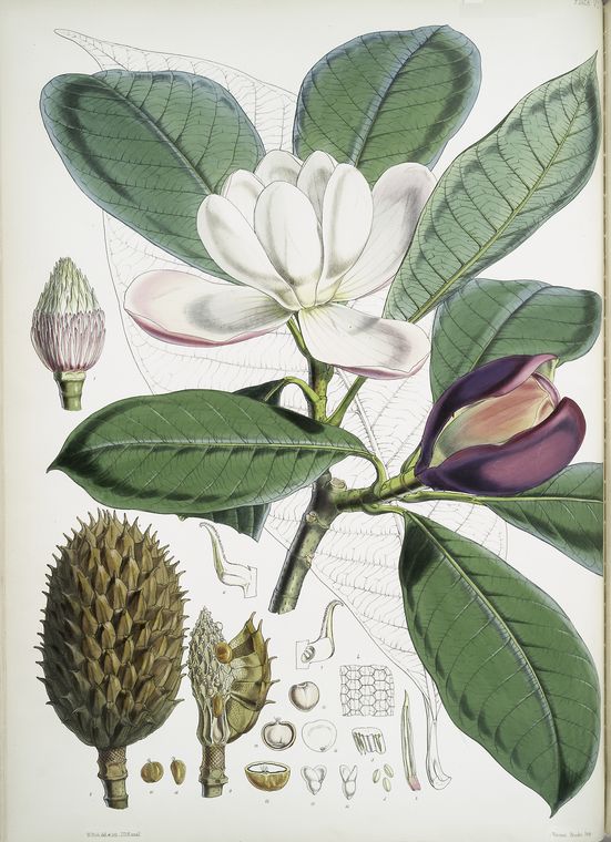 Talauma Hodgsoni, H.f. et T.