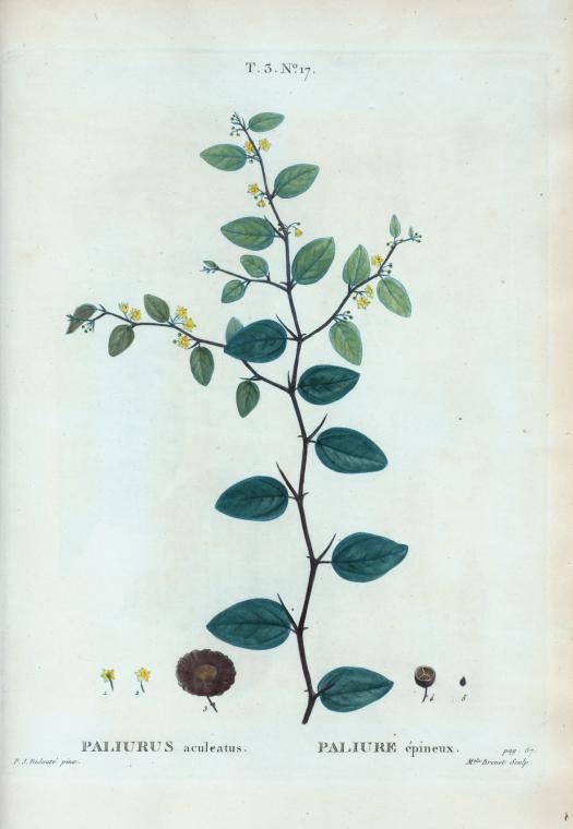 Paliurus aculeatus = Paliure épineux.