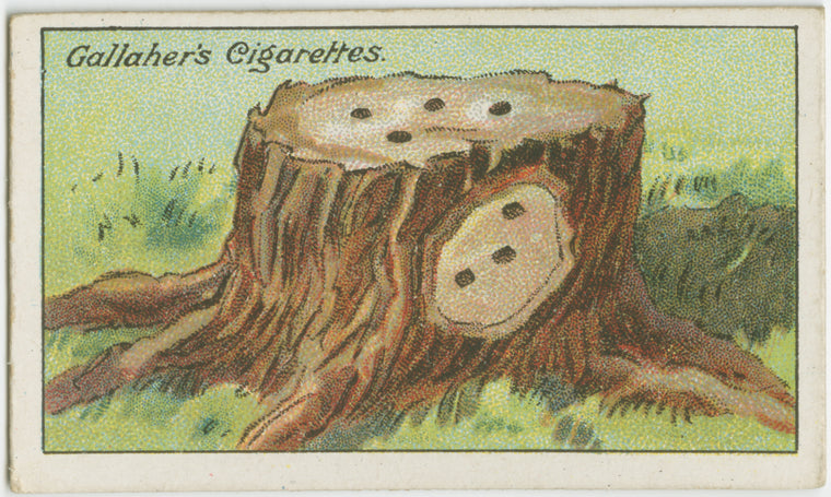 How to kill a tree stump.