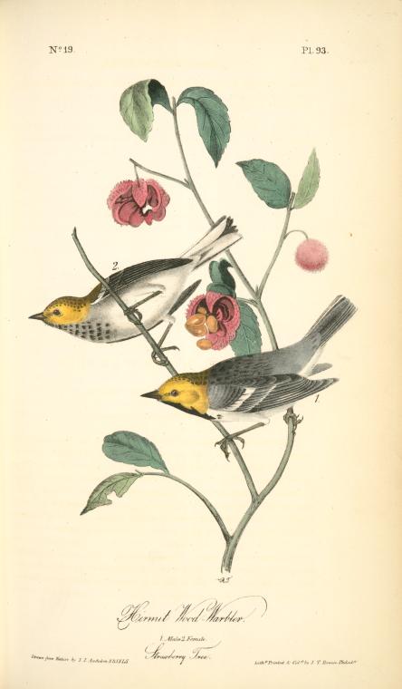 Hermit Wood-Warbler, 1. Male 2. Female (Strawberry Tree.)