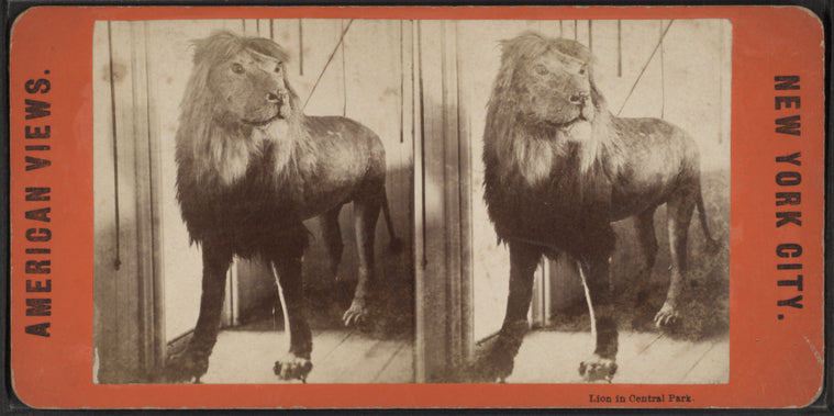 Lion in Central Park.