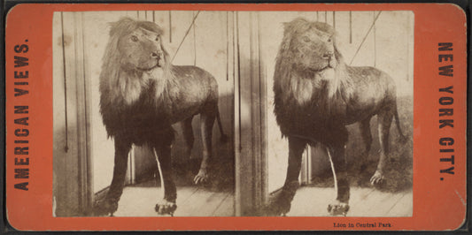 Lion in Central Park.