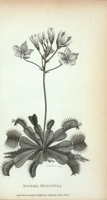 Dionæa Muscipula.