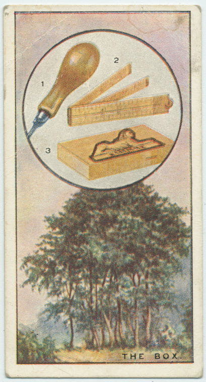 The box.