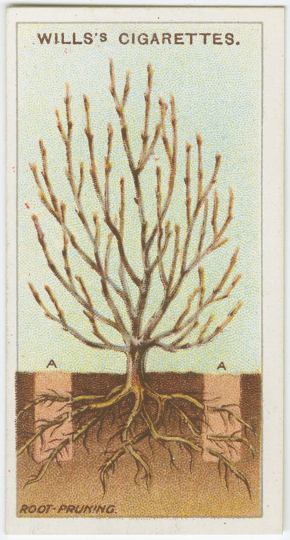 Root-pruning.