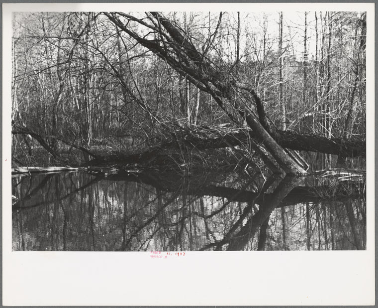 Beaver dam, Tuskegee Project, Macon County, Alabama