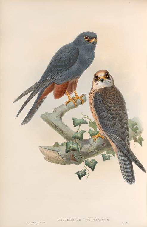 Erythropus vespertinus. Orange-legged Hobby.