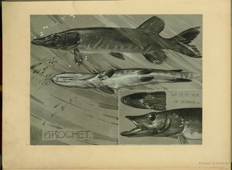 Brochet.