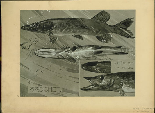 Brochet.