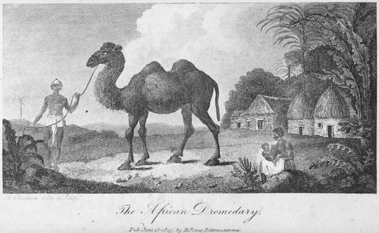 The African Dromedary.