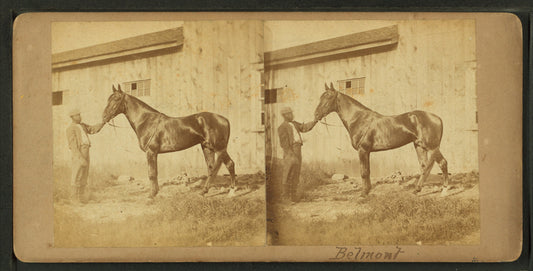 Horse hamed Belmont.