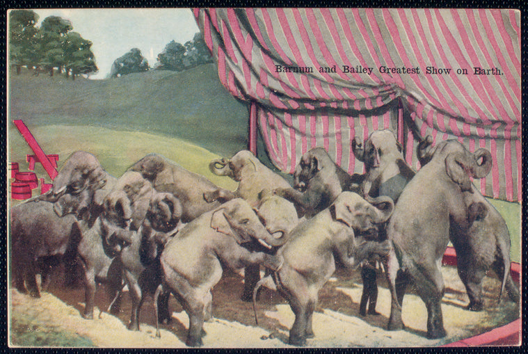 Performing elephants.