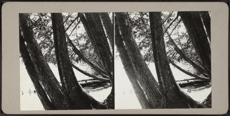 Leaning trees encircling edge of beach.
