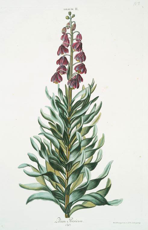 Lilium II = Lilium Persicum. [Persian fritillary]
