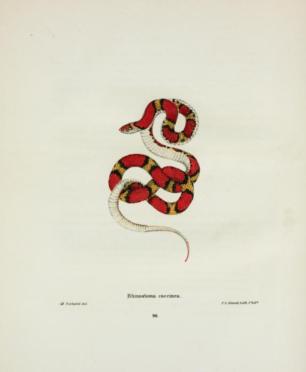Rhinostoma coccinea.