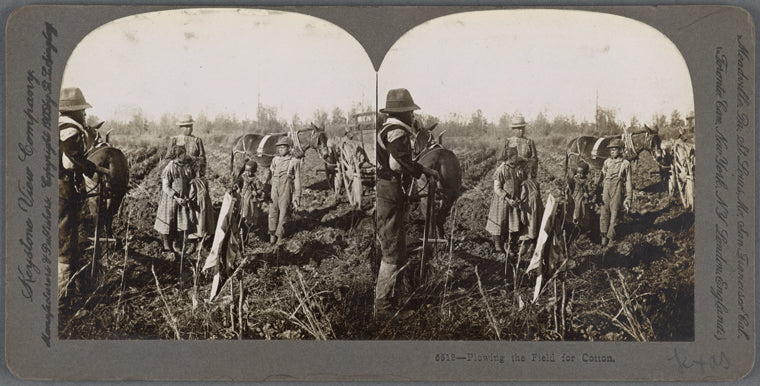 Plowing the field for cotton.