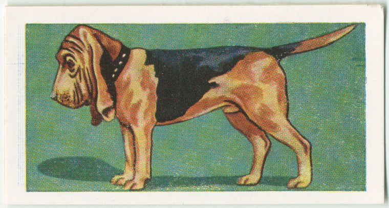 Bloodhound.