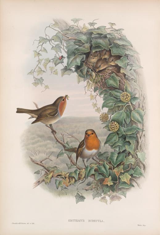 Erythacus rubecula. Robin, or Redbreast.