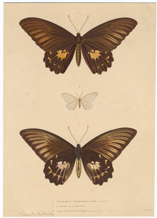 Butterflies