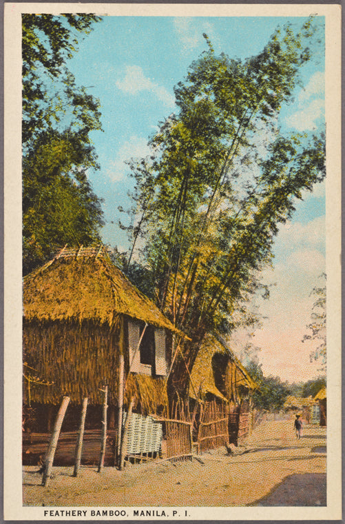 Feathery bamboo, Manila, P.I.