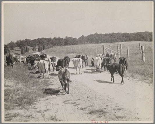 Cows, Prince Georges County, Maryland.