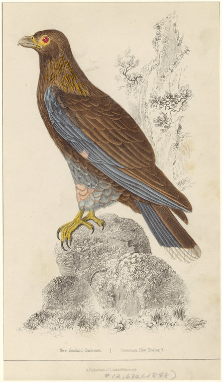 New Zealand caracara