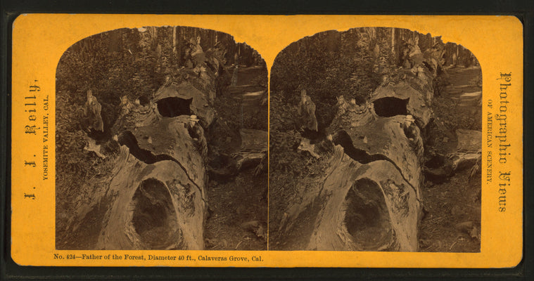 Father of the Forest, diameter 40 ft., Calaveras Grove, Cal.