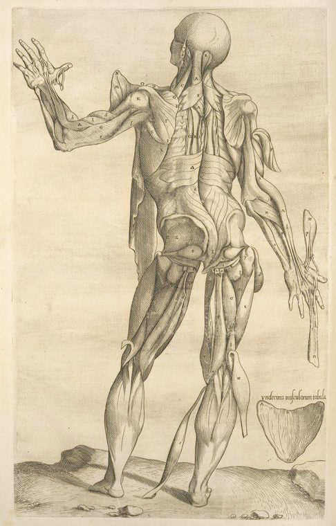 Vndecima musculorum tabula.