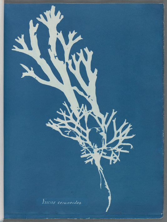 Fucus ceranoides