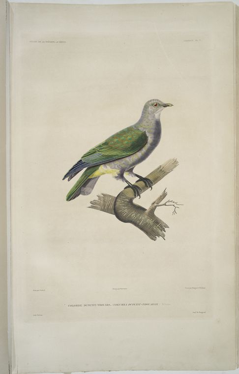 Colombe Dupetit-Thouars, Columba dupetit-thouarsii.