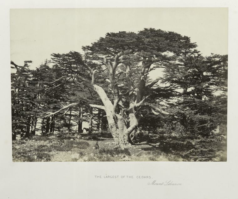 The largest of the cedars, Mount Lebanon