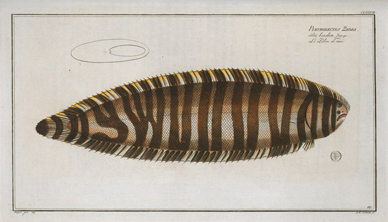 Pleuronectes Zebra.