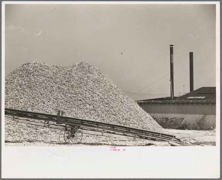 Pile of oyster shells used for fertilizer, Shellpile, New Jersey